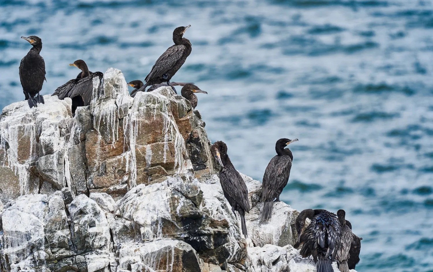 Bird colony of Guano