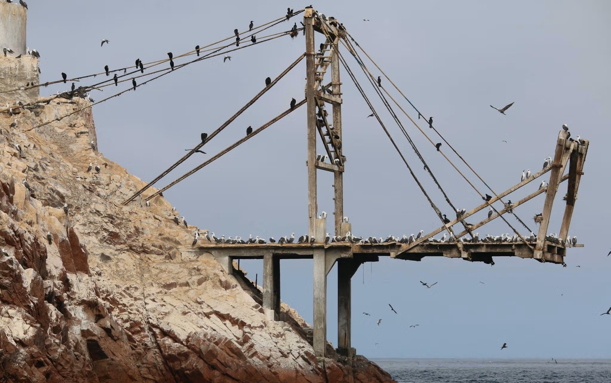 Colony of Guano Cormorants