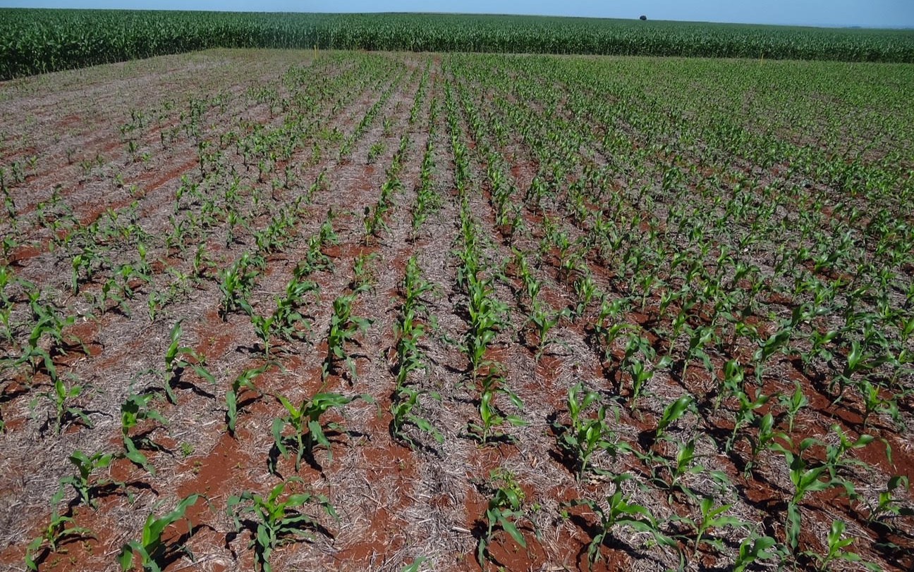 Crops growing off fertilizer
